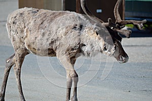 Reindeer in rural enviroment