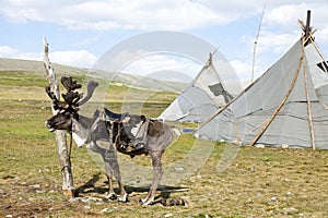 Saddled Reindeer and tepees in northern Mongolia photo