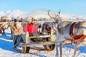 Reindeer safari