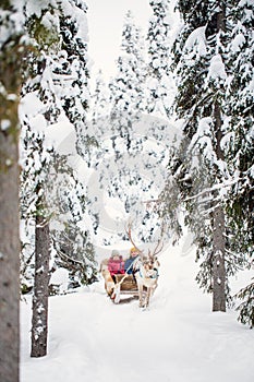 Reindeer safari in Lapland