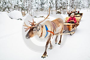 Reindeer safari in Lapland