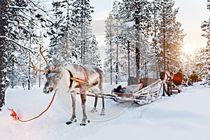 Reindeer safari