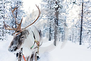 Reindeer safari on winter day