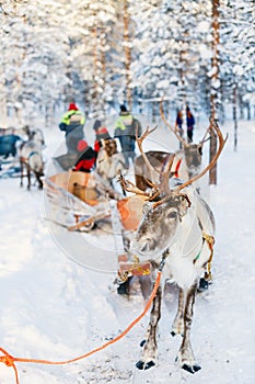 Reindeer safari