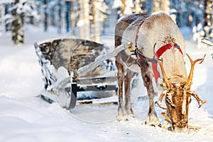 Reindeer safari