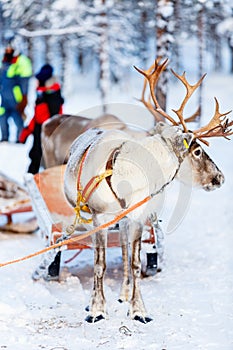 Reindeer safari