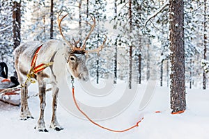 Reindeer safari