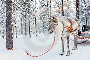 Reindeer safari