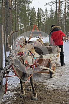 Reindeer in Santa Claud village, Lapland