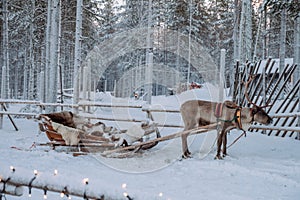 Reindeer at the Santa Claus village in Lapland