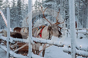 Reindeer at the Santa Claus village in Lapland