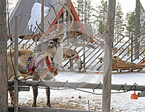 Reindeer in Santa Claus village, Lapland