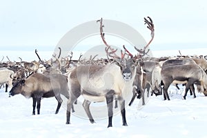 Reindeer in the sima tundra in snow