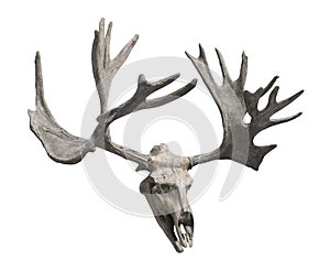 Reindeer skull and antlers isolated.