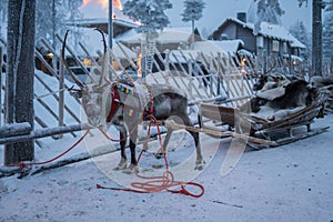 Reindeer sled in winter in Santa Claus Village, Rovaniemi, Finland