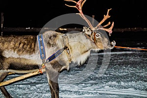 Reindeer sledge at night at Ivalo Finland