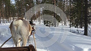 Reindeer sledge riding through the snow at Lapland