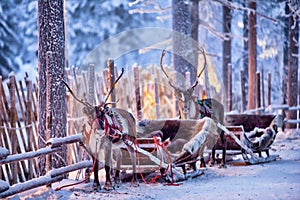 Reindeer with sledge in winter forest in Rovaniemi, Lapland, Finland