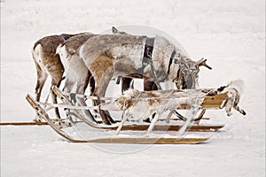 Reindeer with sledge in winter forest.