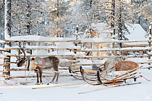 Reindeer sledge, in winter, Lapland Finland photo