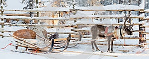 Reindeer sledge, in winter, Lapland Finland