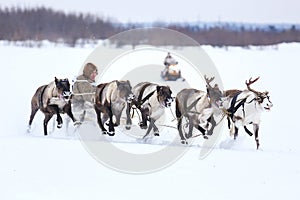 Reindeer sleigh racing