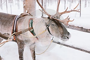 Reindeer Sleigh Ride in Lapland