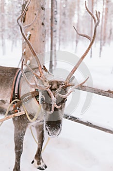 Reindeer Sleigh Ride in Lapland