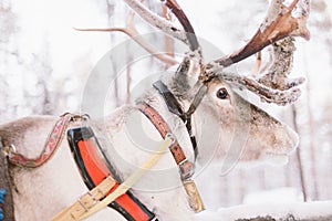 Reindeer Sleigh Ride in Lapland