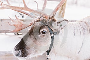 Reindeer Sleigh Ride in Lapland