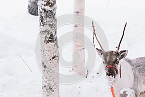 Reindeer Sleigh Ride in Lapland