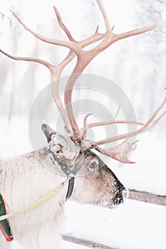 Reindeer Sleigh Ride in Lapland
