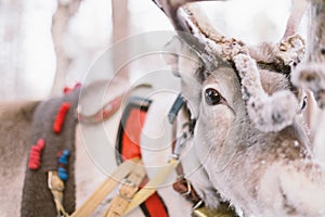 Reindeer Sleigh Ride in Lapland