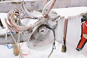 Reindeer Sleigh Ride in Lapland