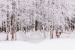 Reindeer Sleigh Ride in Lapland