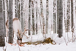 Reindeer Sleigh Ride in Lapland