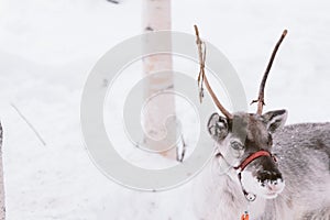 Reindeer Sleigh Ride in Lapland