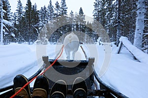 Reindeer sleigh ride through the snow in forest