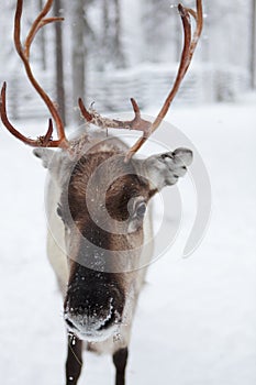 Reindeer in the snow, Lapland in Finland