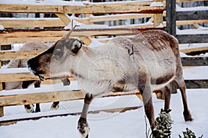 Reindeer in a winter forest farm in Lapland. Finland