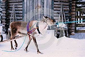 Reindeer in a winter forest in Lapland. Finland