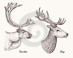 Reindeer and stag deer vector hand drawn illustration, engraved wild animals with antlers or horns vintage looking heads