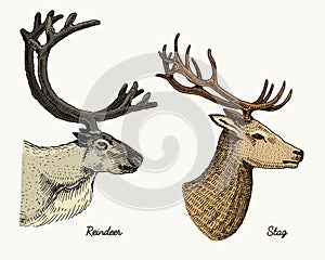Reindeer and stag deer vector hand drawn illustration, engraved wild animals with antlers or horns vintage looking heads