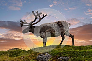 Reindeer in summer arctic