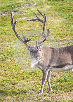 Reindeer in summer in arctic Norway