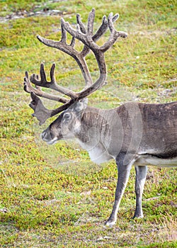 Reindeer in summer in arctic Norway