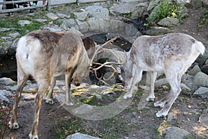 Reindeer in Sweden