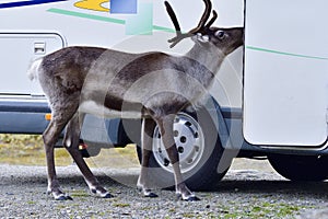 Reindeer in sweden in fall