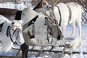 Reindeer team of Nenets reindeer herders on a sunny frosty day