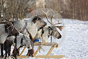 Reindeer team of Nenets reindeer herders on a sunny frosty day in Siberia